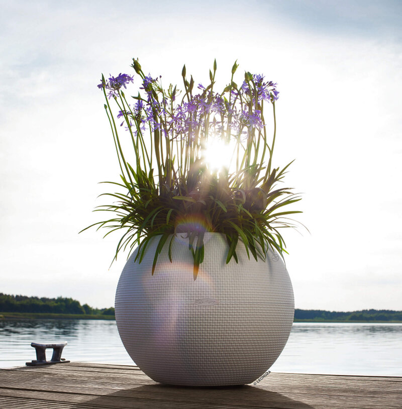 Agapanthus africanus