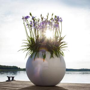 Agapanthus africanus