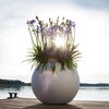 Agapanthus africanus