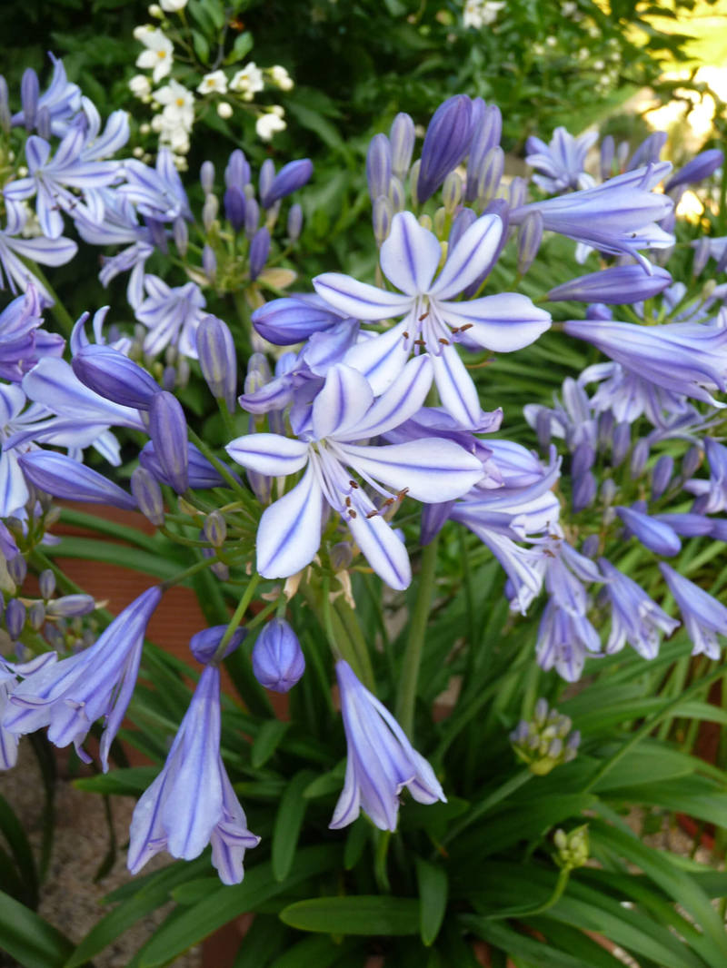 Agapanthus africanus