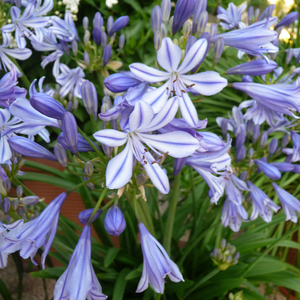 Agapanthus africanus