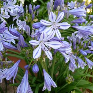Agapanthus africanus