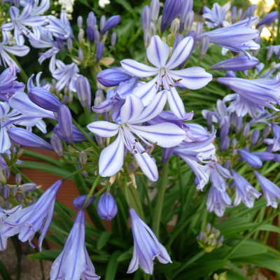 Agapanthus africanus