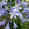 Agapanthus africanus