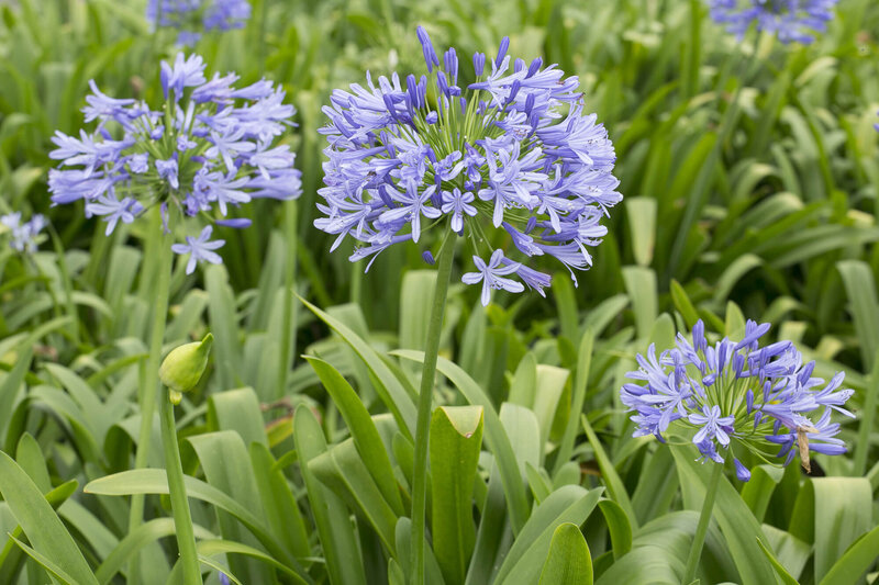 Agapanthus africanus