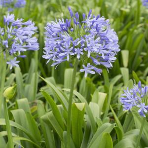 Agapanthus africanus