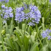 Agapanthus africanus