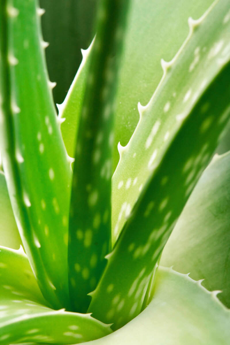 Aloe barbadensis Vera