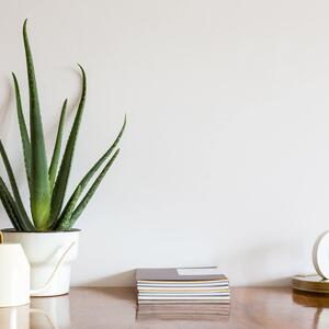 Aloe barbadensis Vera