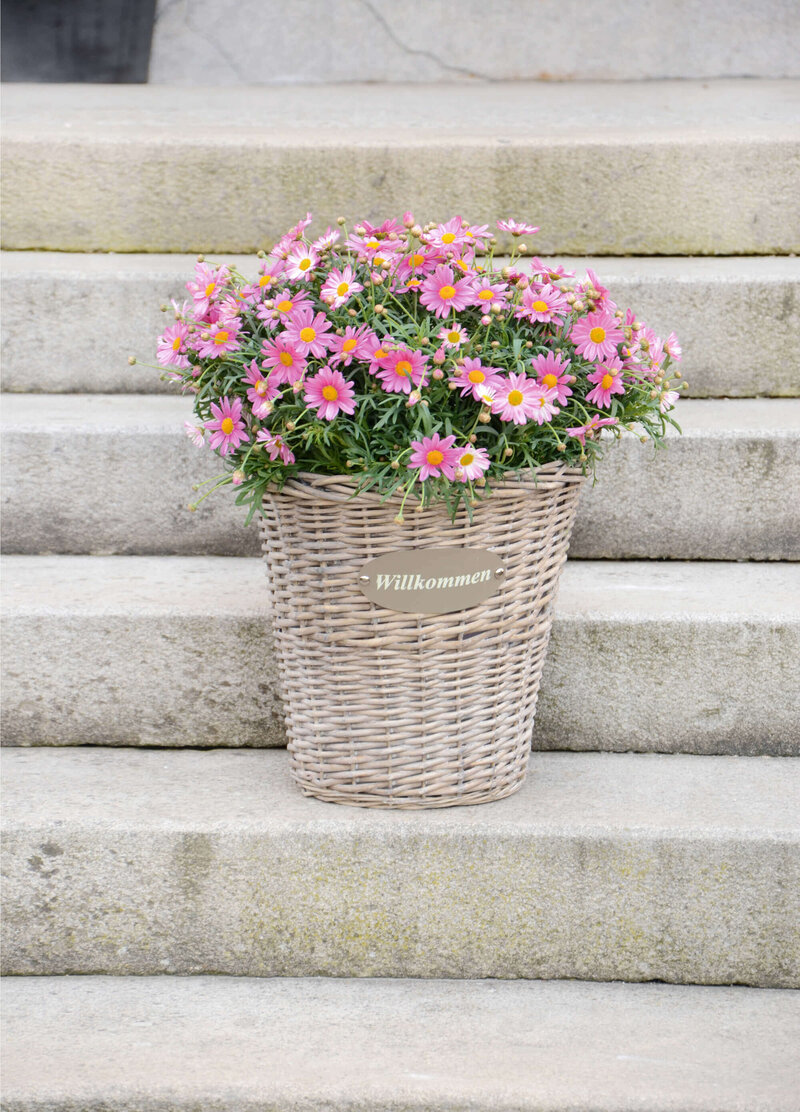 Argyranthemum frutescens