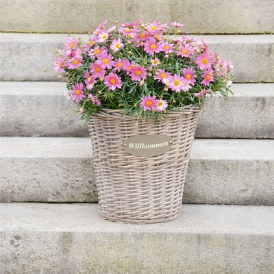 Argyranthemum frutescens