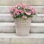 Argyranthemum frutescens