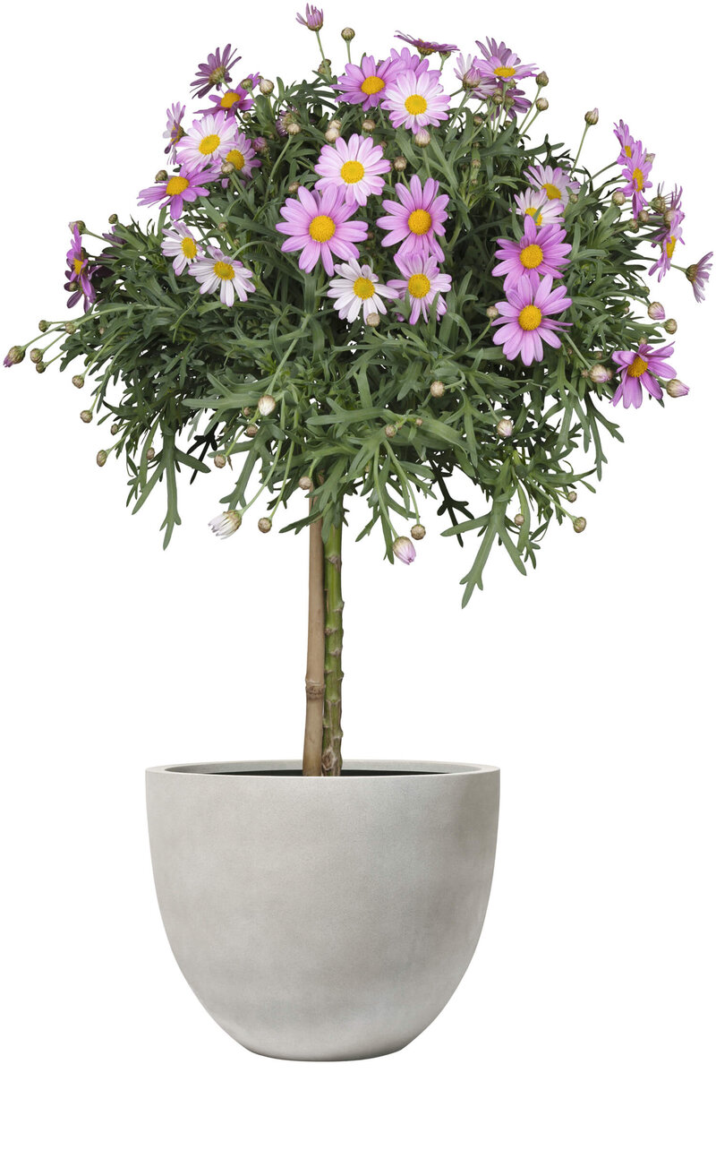 Argyranthemum frutescens