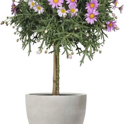 Argyranthemum frutescens