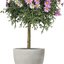 Argyranthemum frutescens