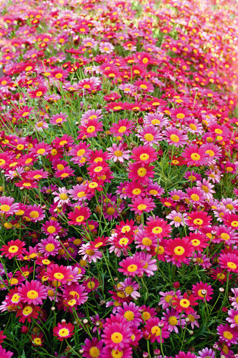 Argyranthemum frutescens