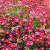 Argyranthemum frutescens