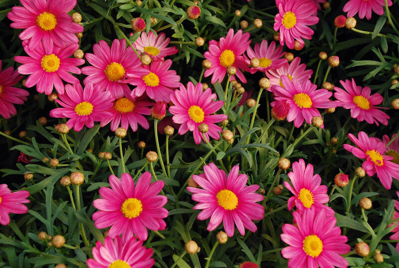 Argyranthemum frutescens