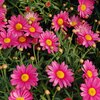 Argyranthemum frutescens