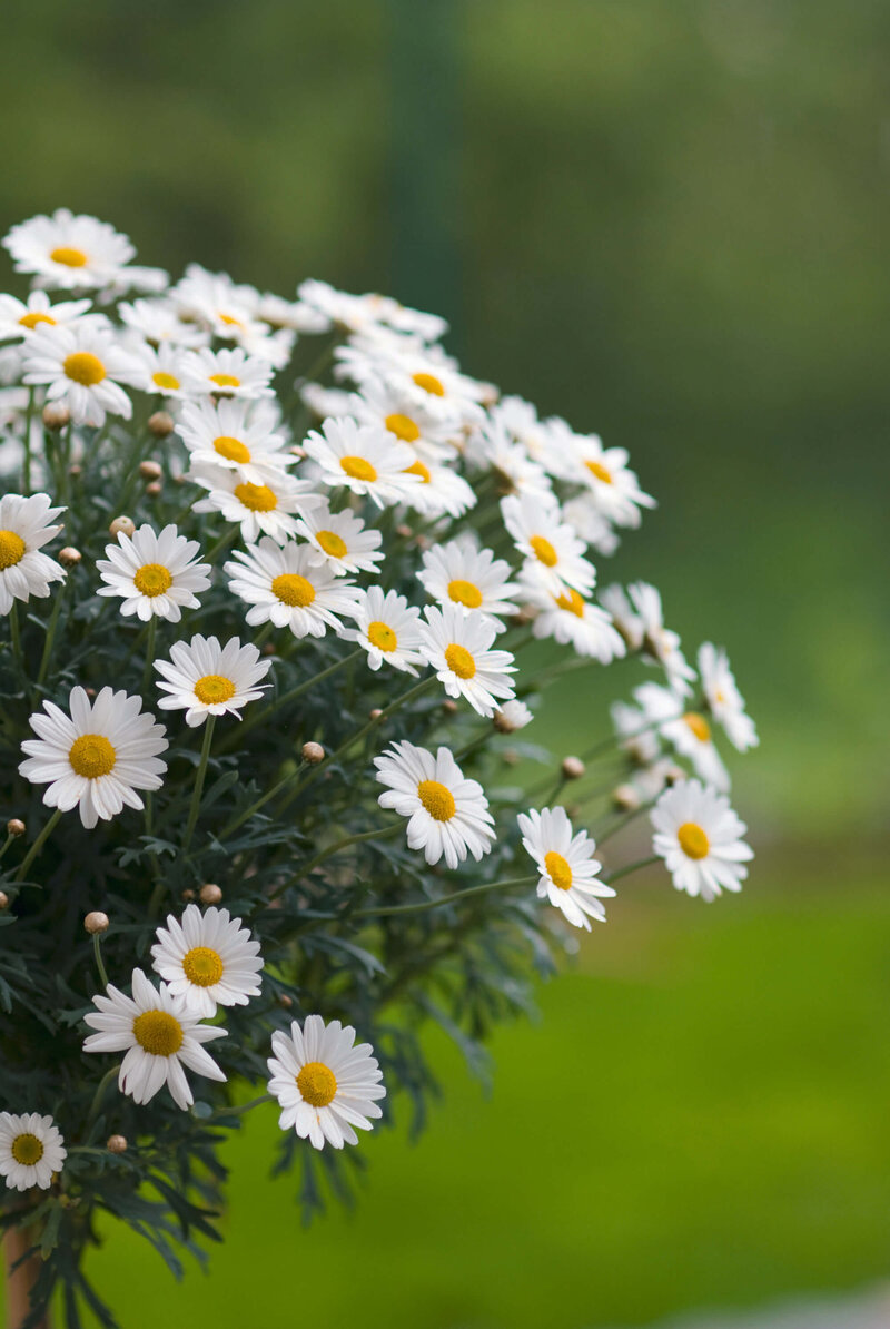 Argyranthemum frutescens