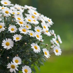 Argyranthemum frutescens