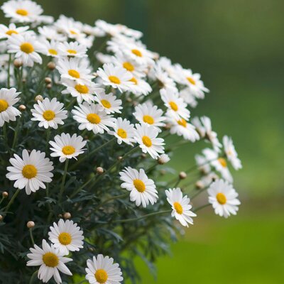 Argyranthemum frutescens