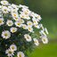 Argyranthemum frutescens