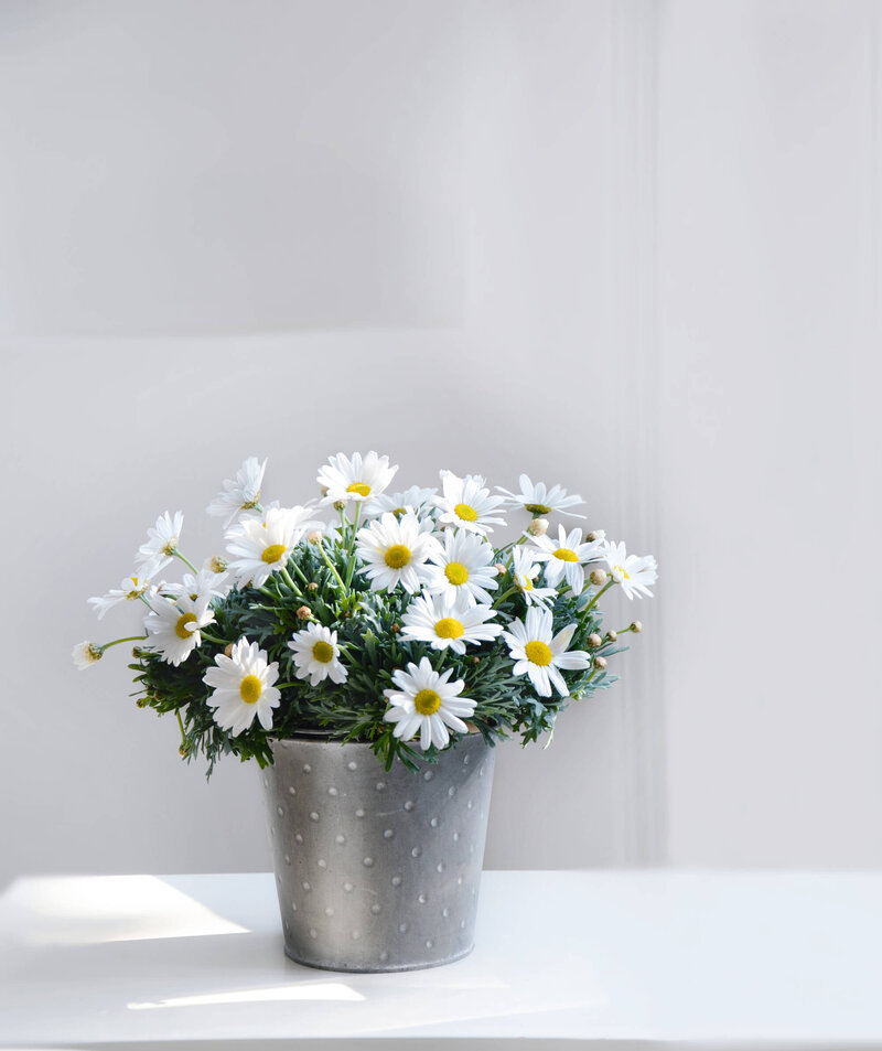 Argyranthemum frutescens