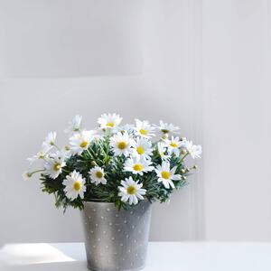 Argyranthemum frutescens