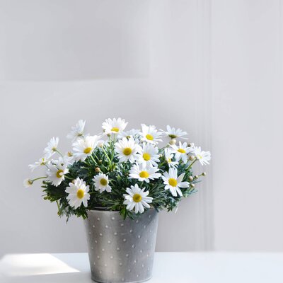 Argyranthemum frutescens