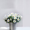 Argyranthemum frutescens