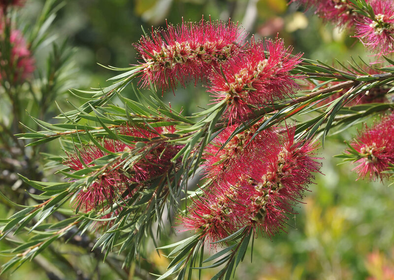 Callistemon