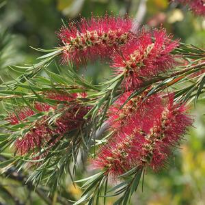 Callistemon