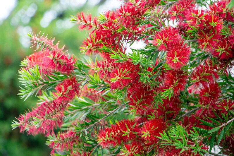 Callistemon
