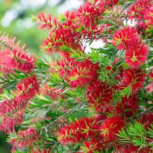 Callistemon