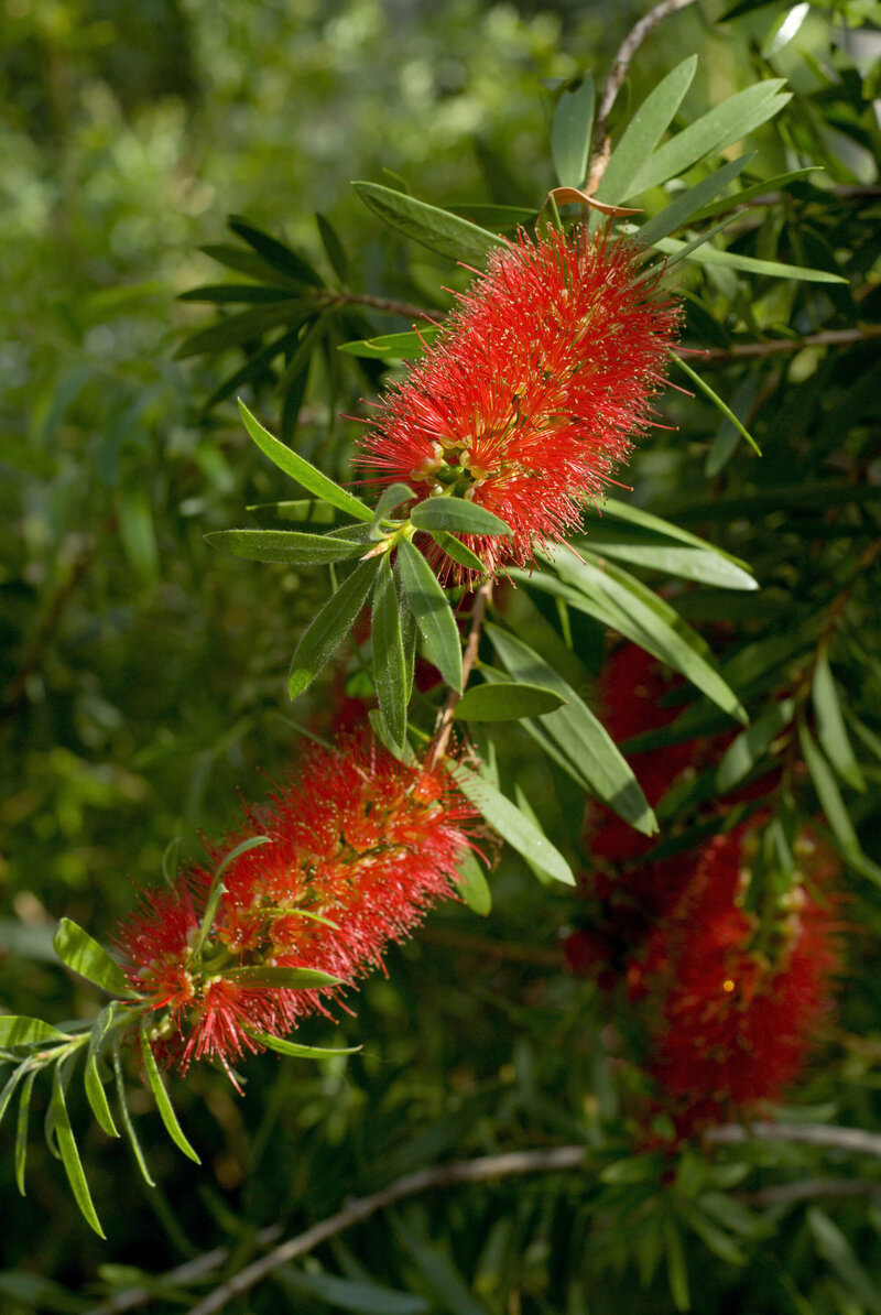 Callistemon
