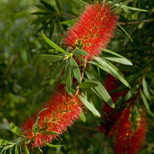 Callistemon