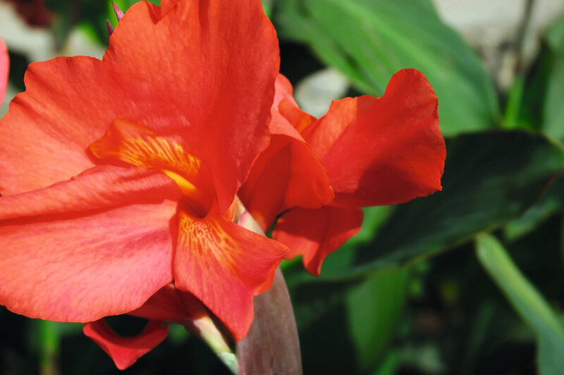 Canna indica 