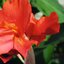 Canna indica 