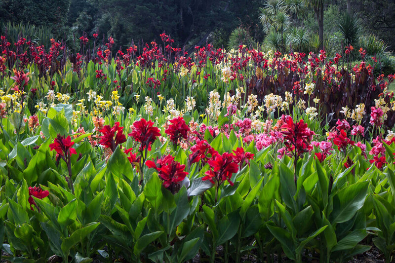 Canna indica 