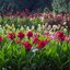 Canna indica 