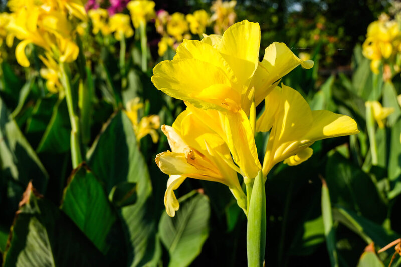 Canna indica 