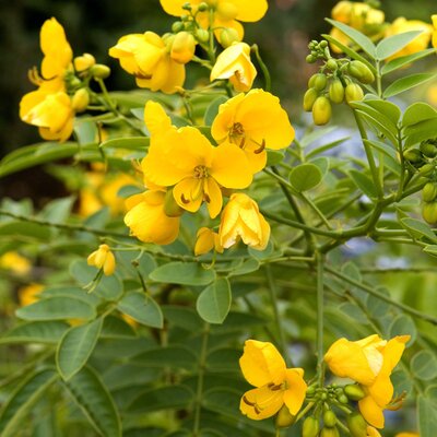 Cassia corymbosa