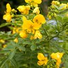 Cassia corymbosa