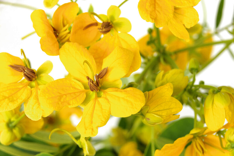 Cassia corymbosa