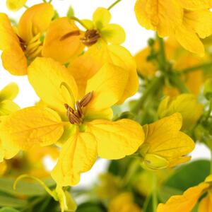 Cassia corymbosa