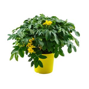 Cassia corymbosa