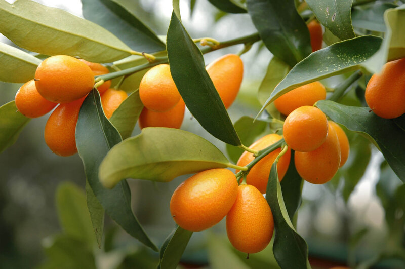 Citrus fortunella margerita