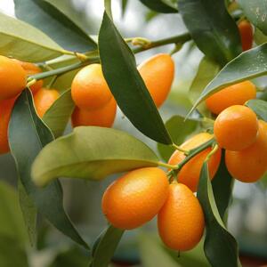 Citrus fortunella margerita