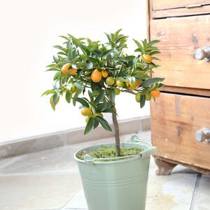 Citrus fortunella margerita